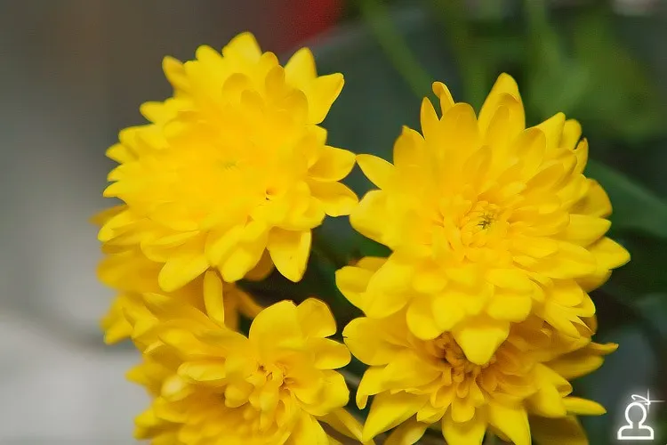 RUSSIAN SUBBOTA